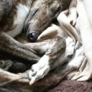 Meet your Posher, Dana